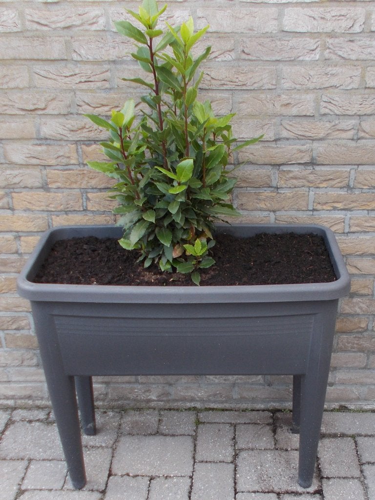 Laurier struikje + 60 cm hoog met of zonder bak, Enlèvement, Laurier, Arbuste, Moins de 100 cm