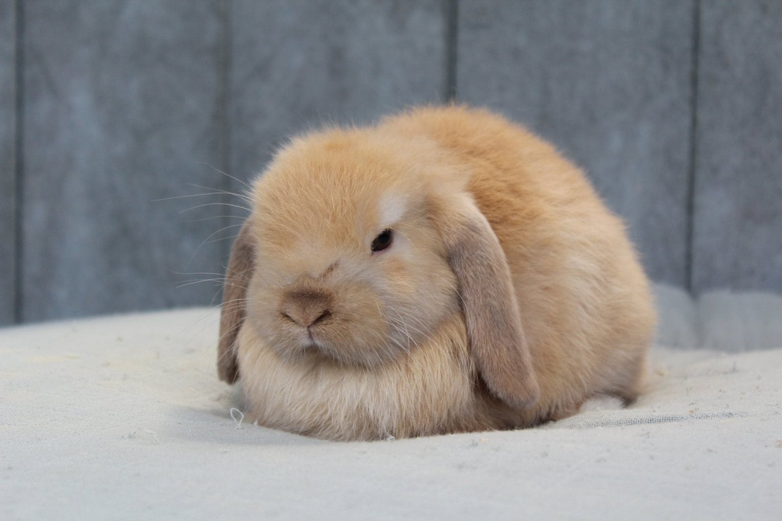 Minilop ram, Dieren en Toebehoren, Konijnen, Klein, Mannelijk, 0 tot 2 jaar, Hangoor