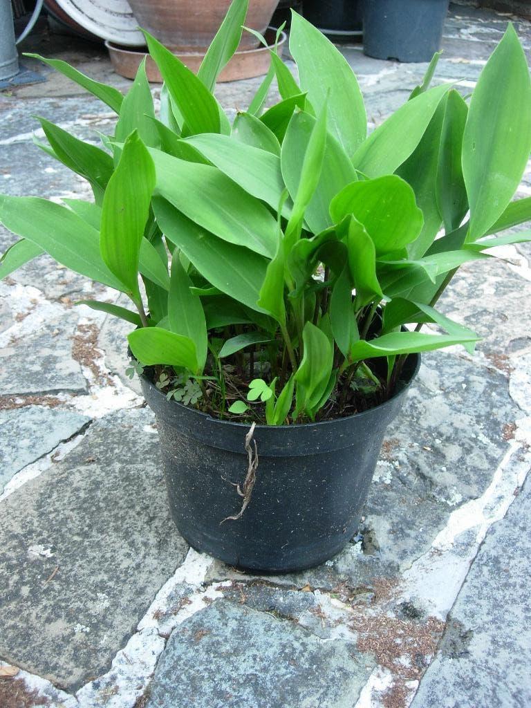 Cloches de mai, Jardin & Terrasse, Printemps, Couvre-sol, Enlèvement, Plante fixe
