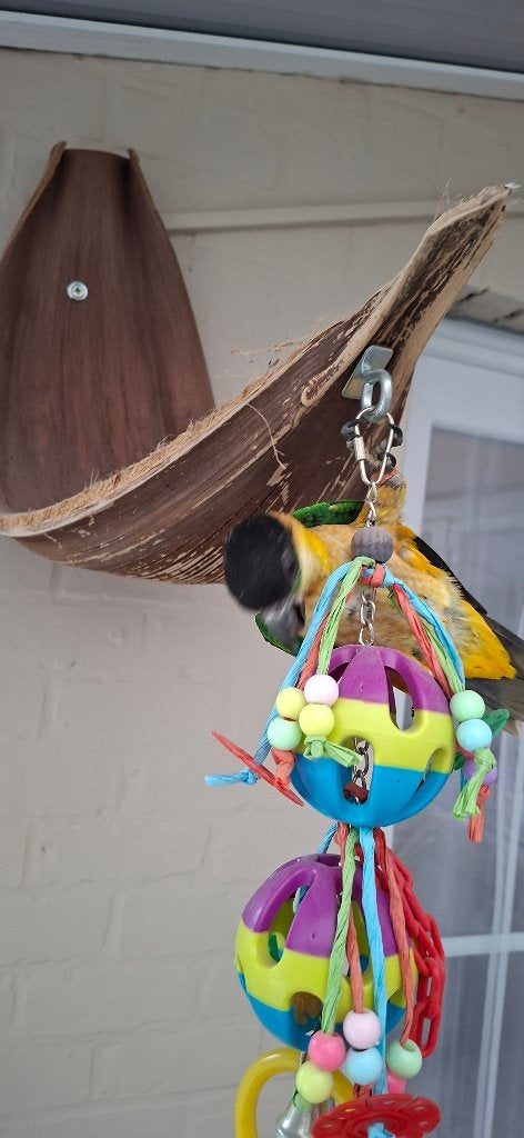 Zwartkop Caique   (Handtam), Dieren en Toebehoren, Vogels | Parkieten en Papegaaien, Mannelijk, Dwergpapegaai of Agapornis, Tam