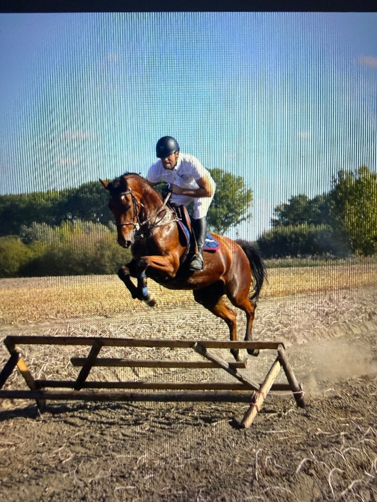 Paard, Merrie, Met stamboom, Springpaard, Niet van toepassing