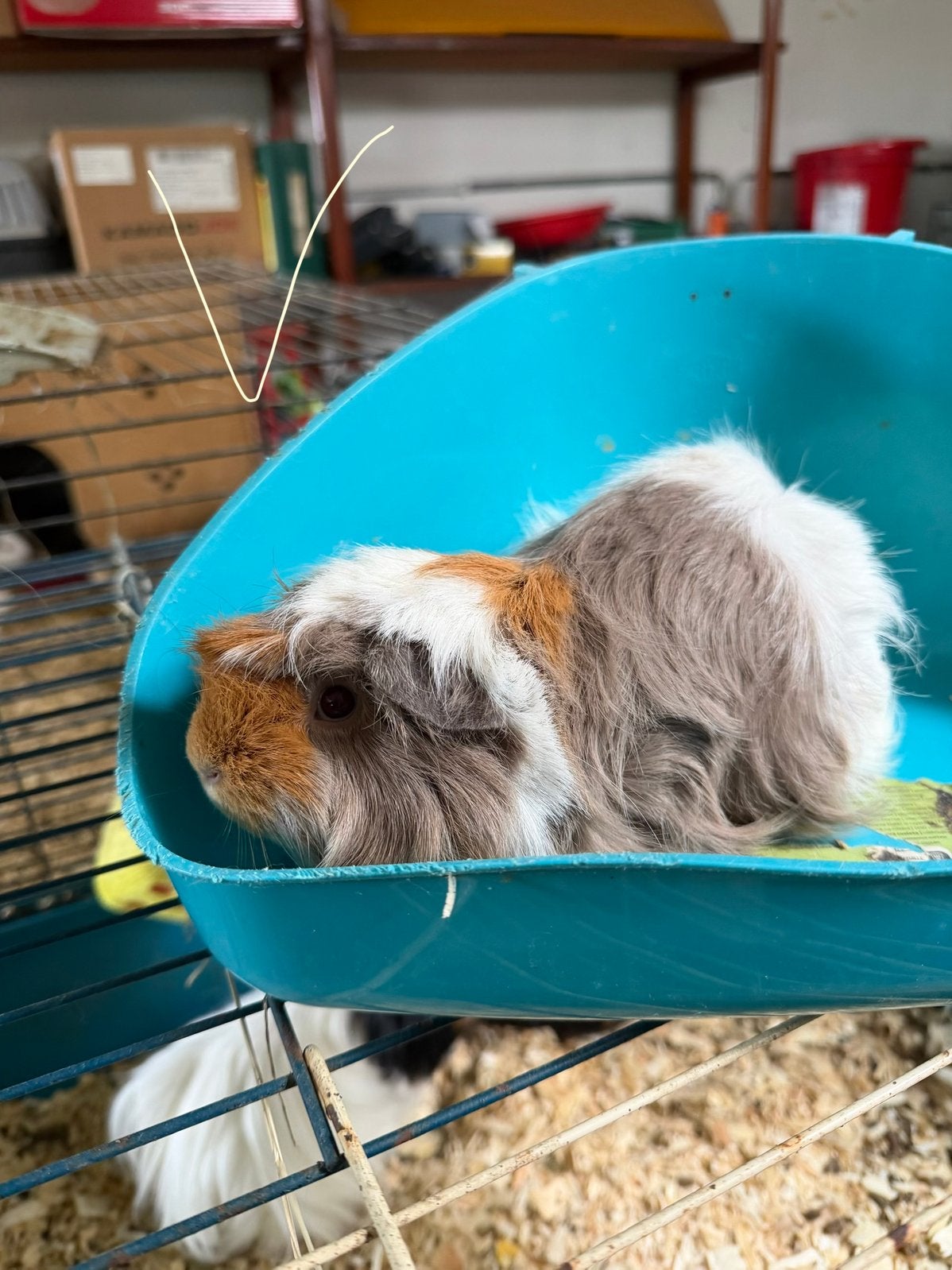 Cavia's, Animaux & Accessoires, Rongeurs, Juin, Cobaye