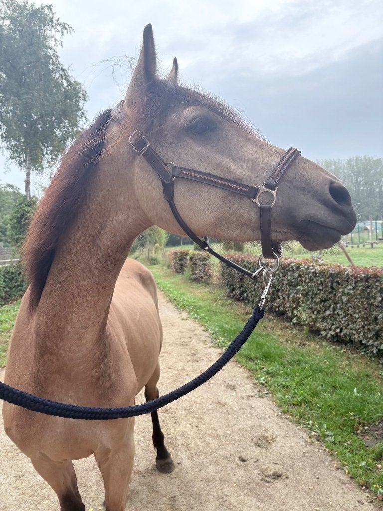 Knappe jonge ruin, Dieren en Toebehoren, Paarden, Minder dan 160 cm, Met stamboom, Ruin, 3 tot 6 jaar