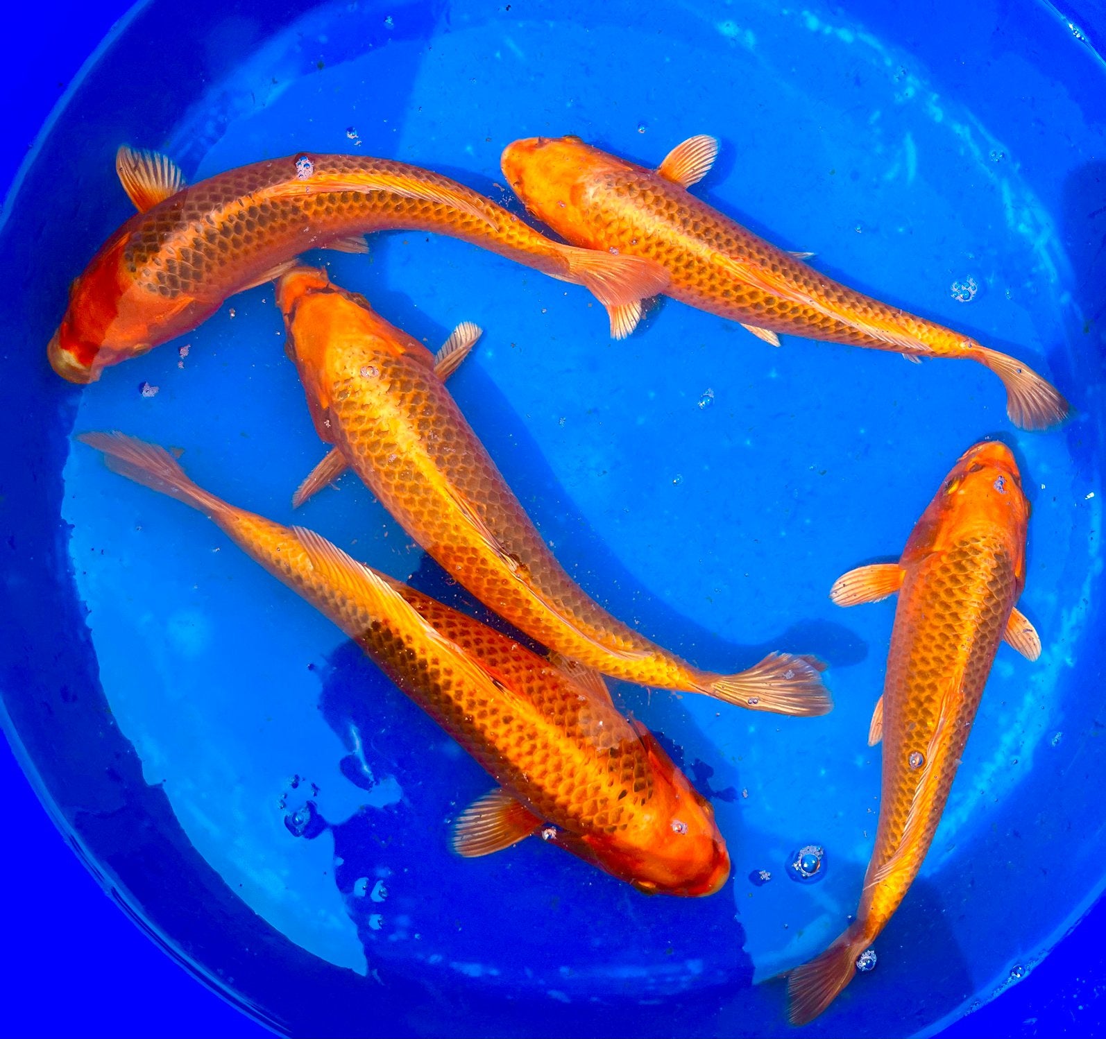 Japanse koi: Jumbo Tosai 36-40cm. Kin Matsuba, Dieren en Toebehoren, Vissen | Vijvervissen, Karper of Koi