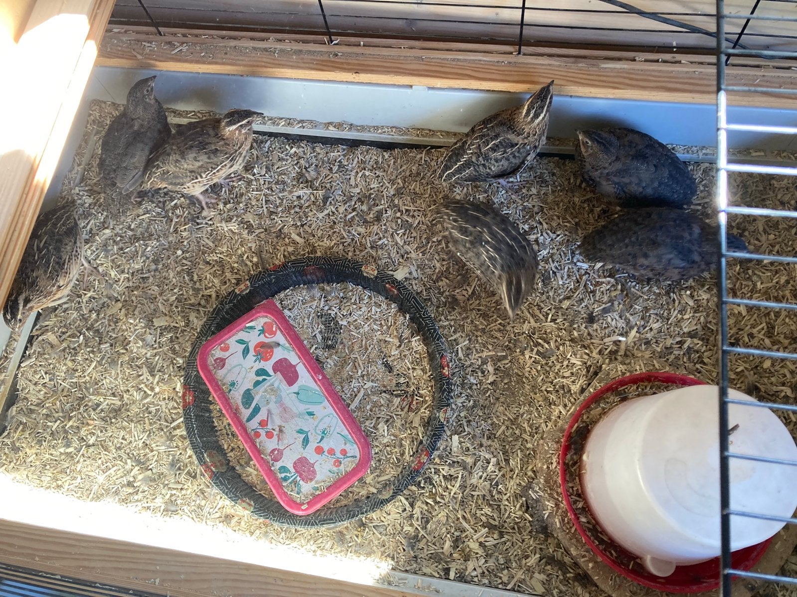 Japanse kwartel haantjes, Dieren en Toebehoren