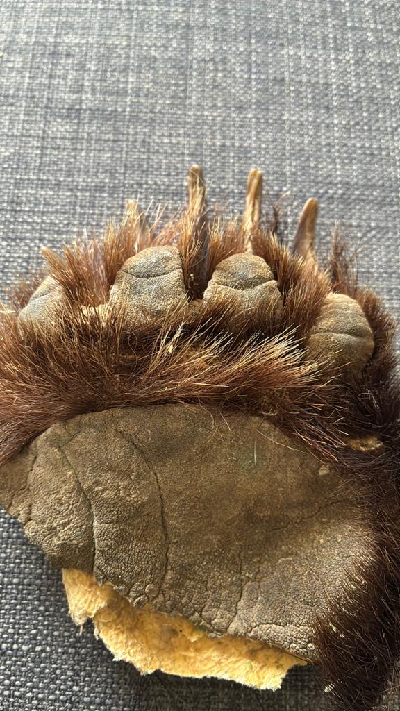 Bruine beer hand net nagels, Verzamelen, Dierenverzamelingen, Ophalen of Verzenden, Zo goed als nieuw