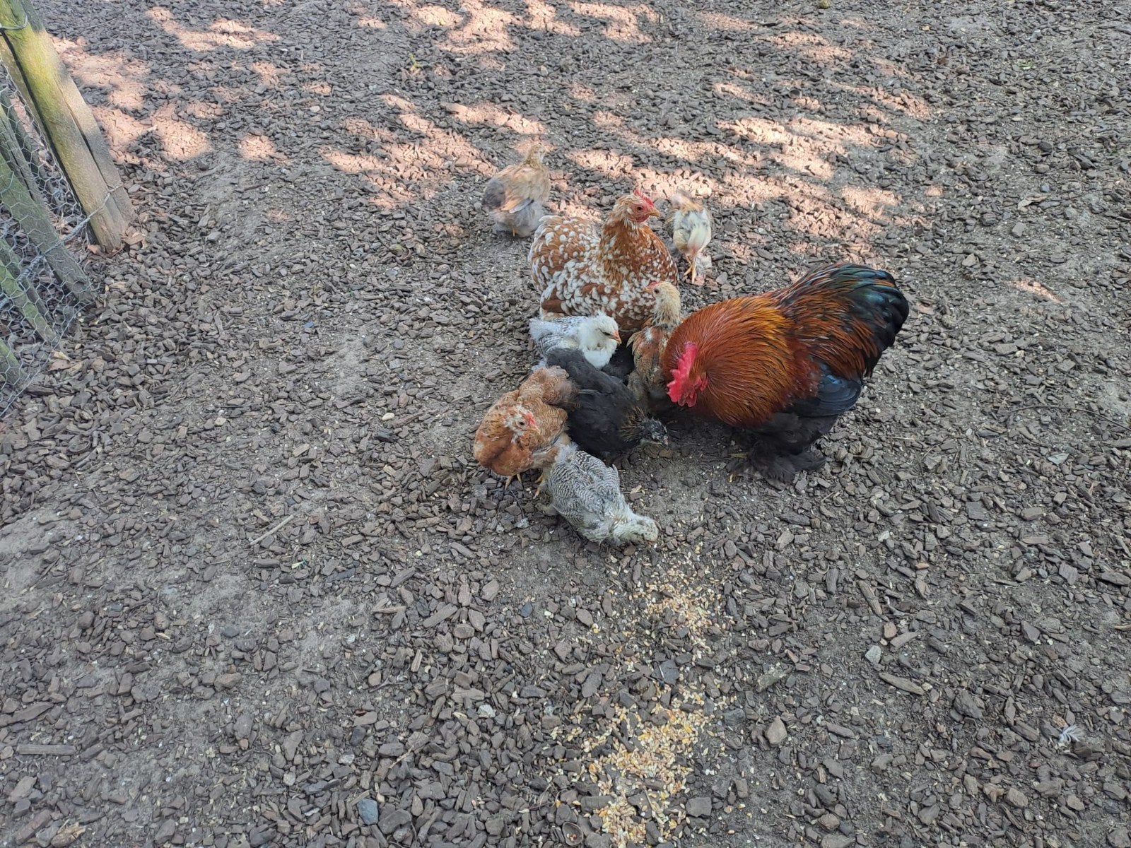 Cochin sierkippen, Dieren en Toebehoren