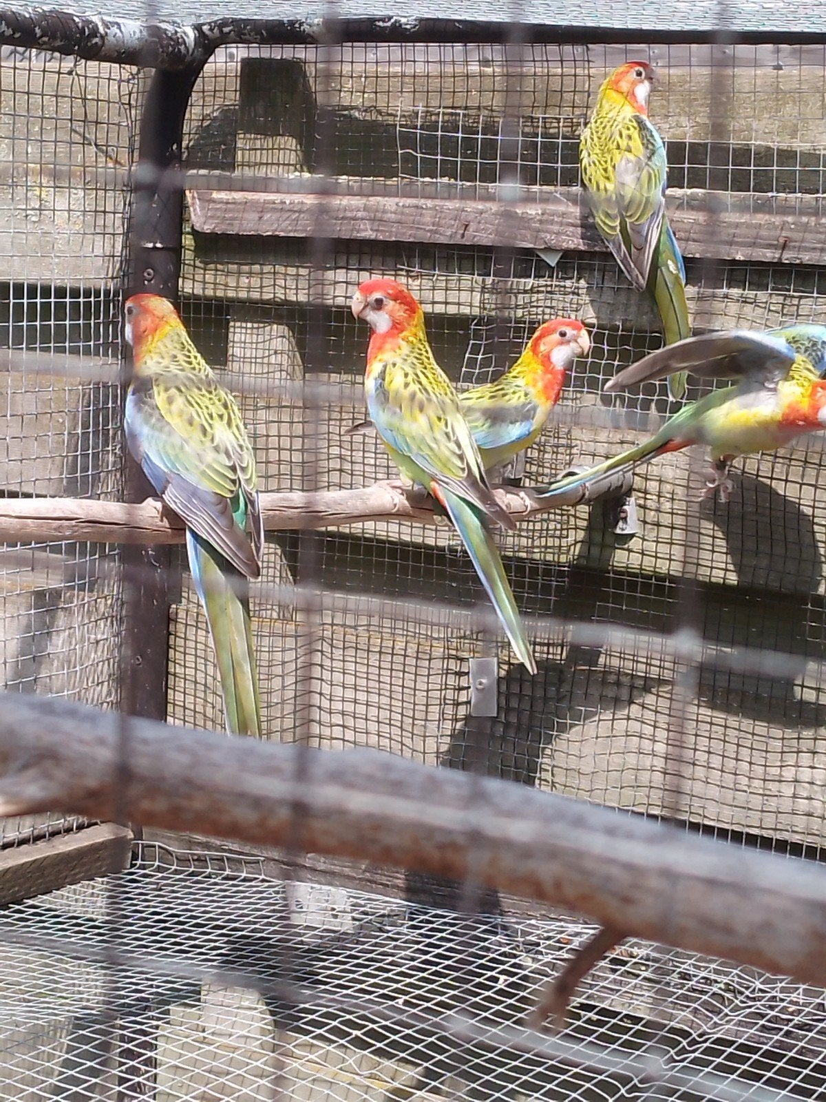 rosellas van 2026, Dieren en Toebehoren, Vogels | Parkieten en Papegaaien, Geringd