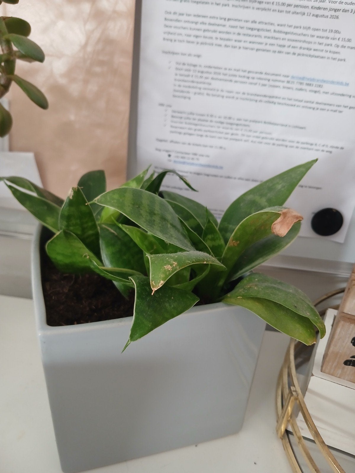 Plantje met bloempot, Ophalen