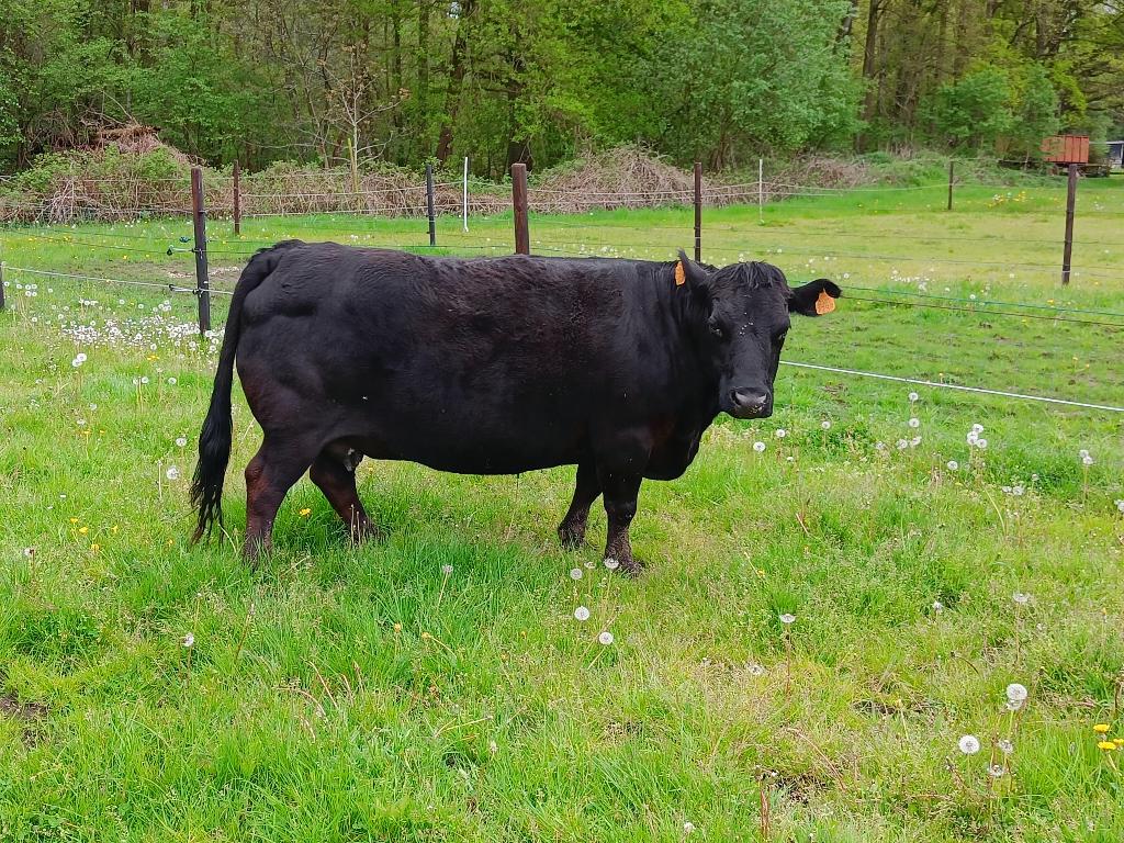 Dieren, Femelle, 11 ans ou plus