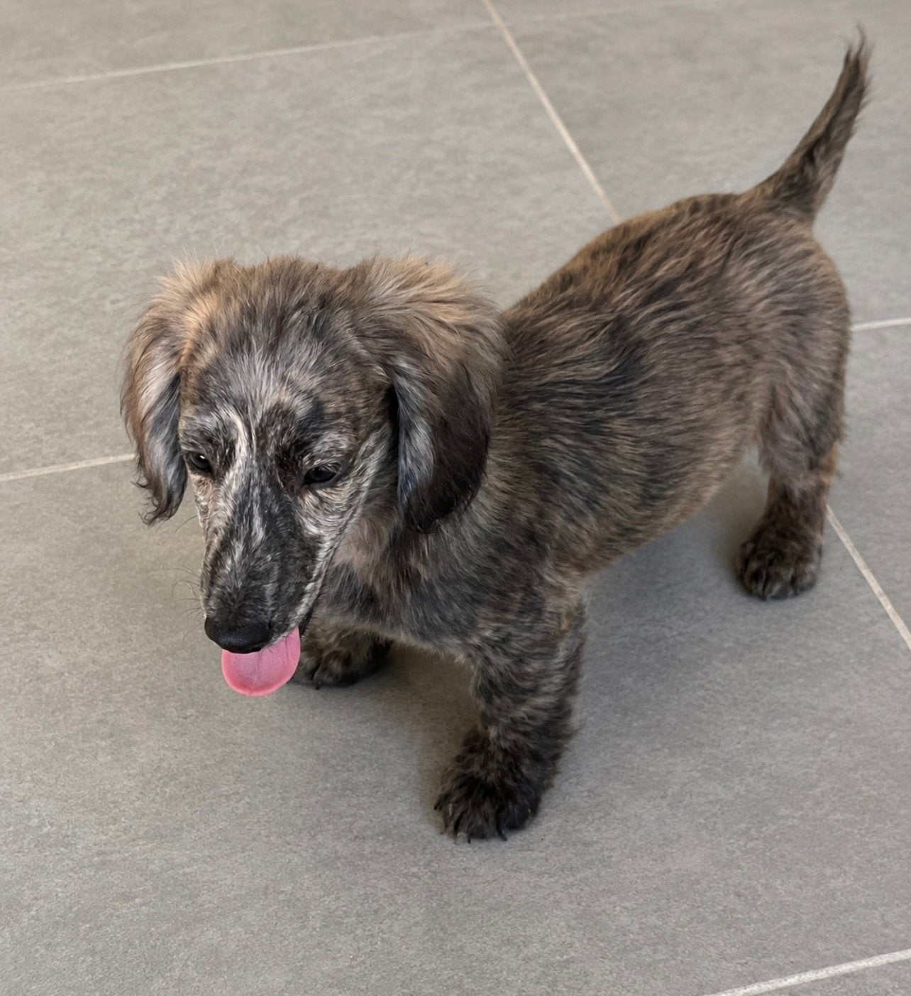 teckel pups,dwerg,langharig,brindle, België, Reu, 8 tot 15 weken, Dwerg
