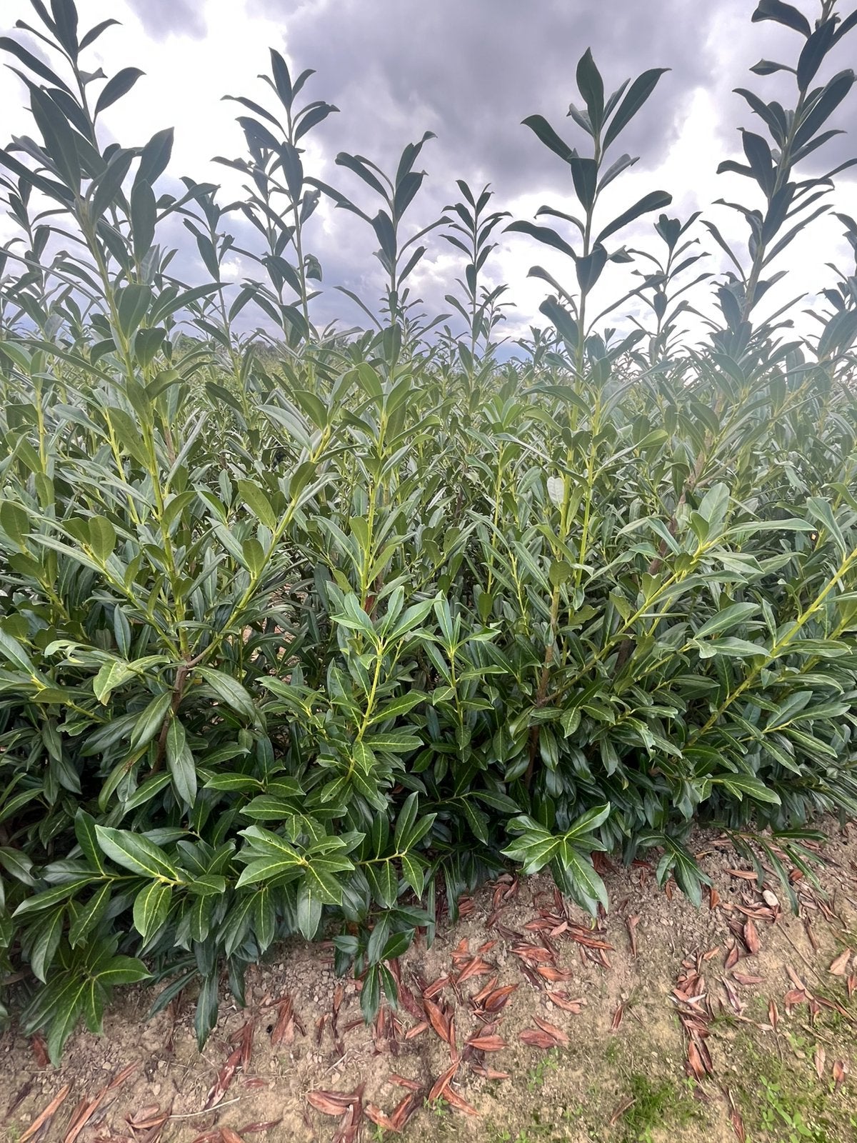 Laurier  prunus caucasica, Enlèvement ou Envoi