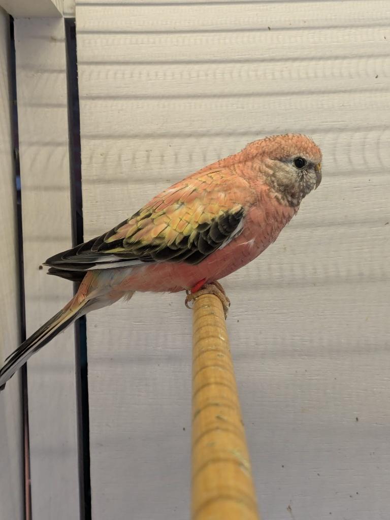 Koppel Bourke opaline, Plusieurs animaux, Perruche