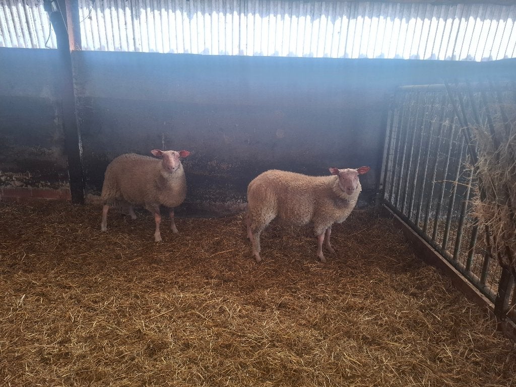 Stamboek Rouge de l'Ouest ramlammeren, Meerdere dieren, Schaap, 0 tot 2 jaar
