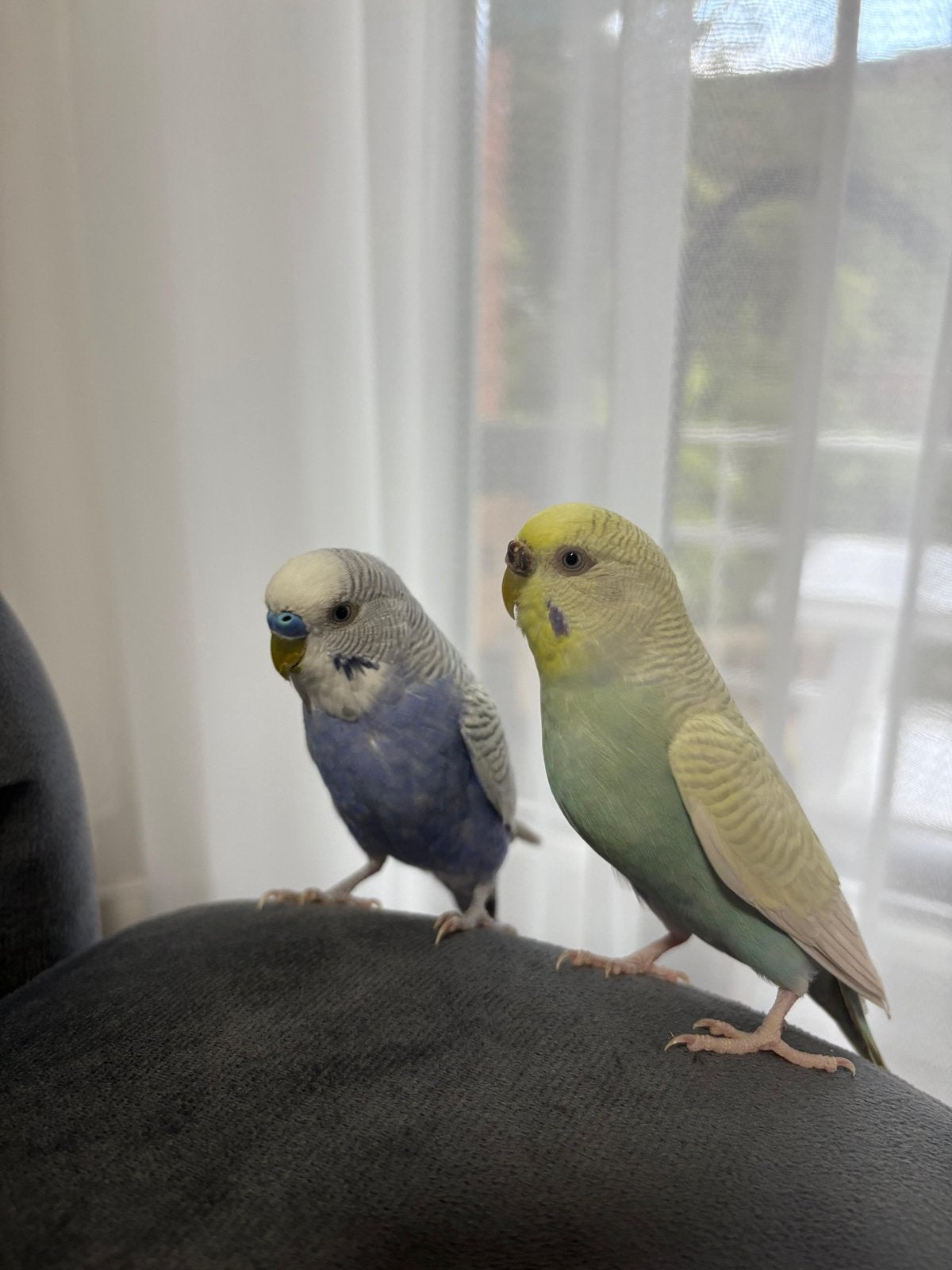 Koppel grasparkiet + kooi