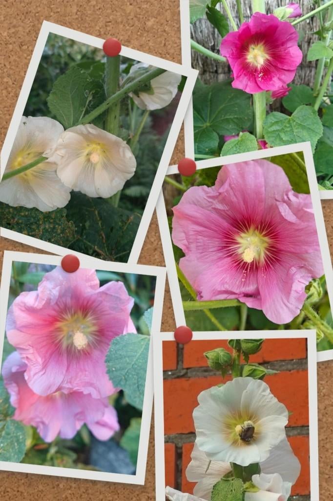 Alcea Rosea - rose trémière - variété de couleurs, Enlèvement
