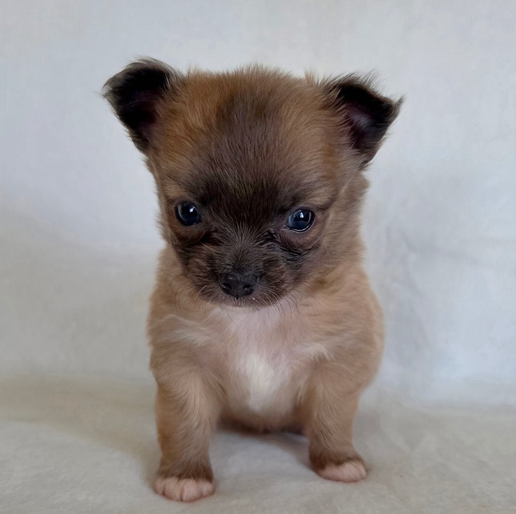 Chihuahua pup (reutje), Parvo, België, Particulier, Reu