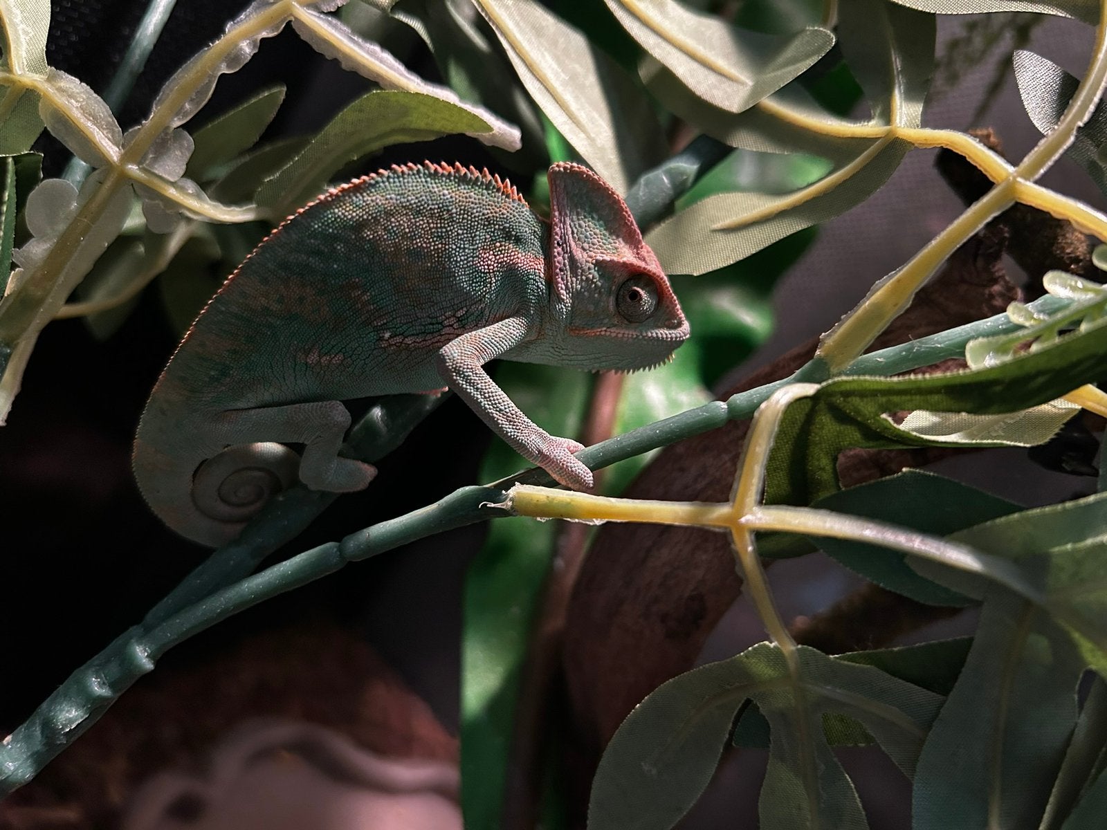 Mannelijke kameleon, 0 à 2 ans