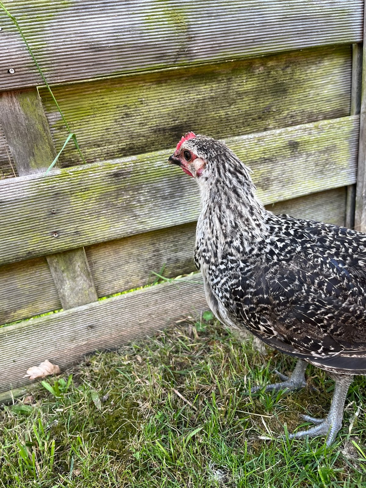 Zilverbraakel hen, Dieren en Toebehoren