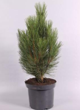 Pinus Nigra Pyramidalis, Ophalen