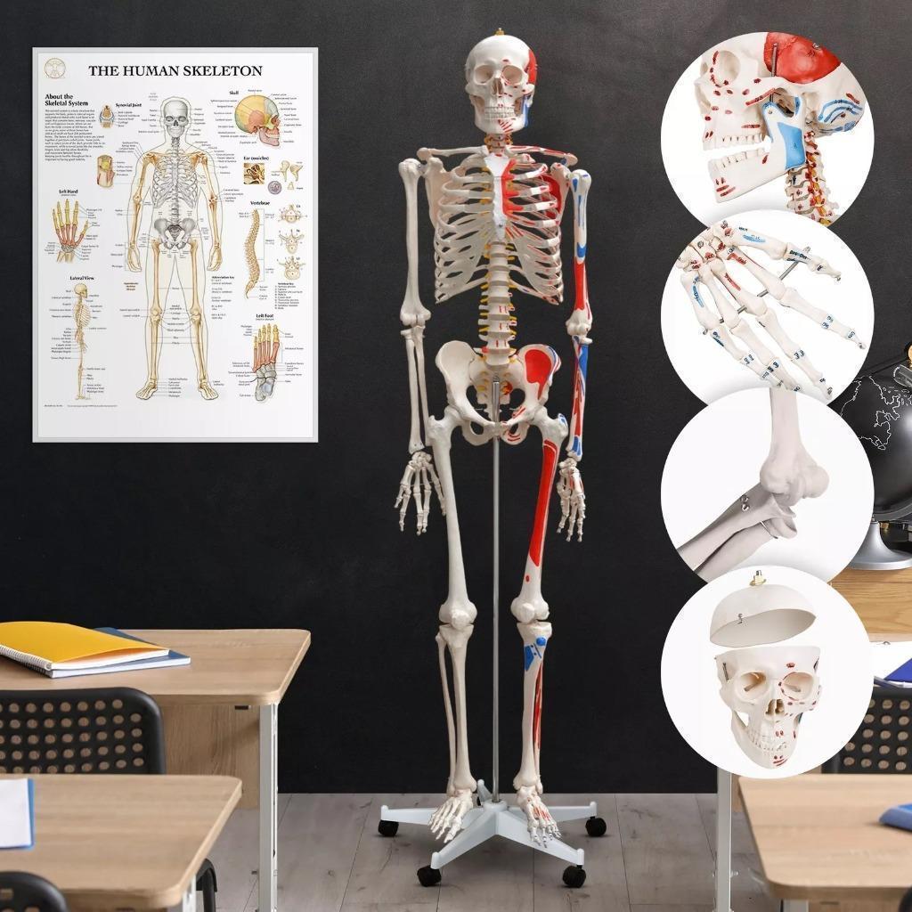 Skelet Anatomie model levensgroot met spier weergave poster, Ophalen, Nieuw