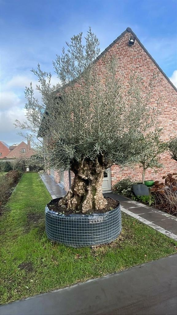 ‼️Mega olijfbomen ‼️, Ophalen