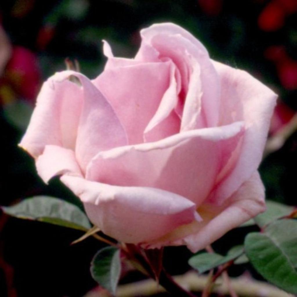 Boutures de rosiers, Autres espèces, Annuelle, Printemps, Plein soleil