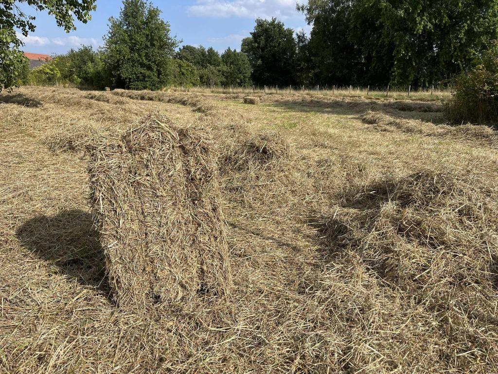 Kleine pakken hooi, zeer mooie kwaliteit, Enlèvement