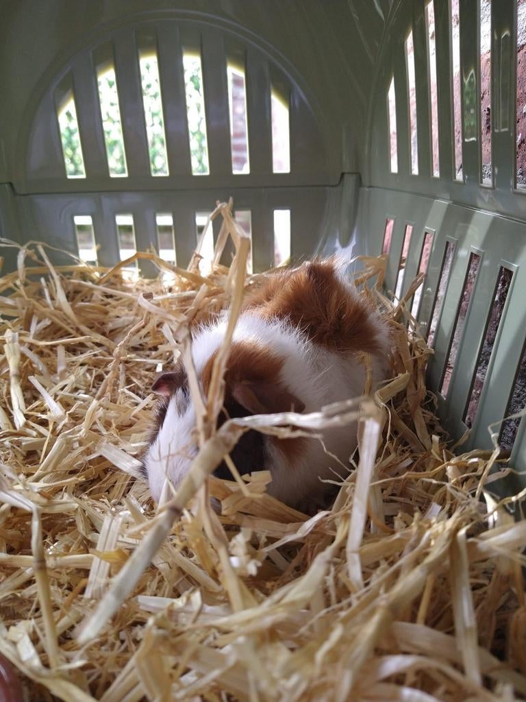Cavia beertje ter beschikking, Décembre, Cobaye