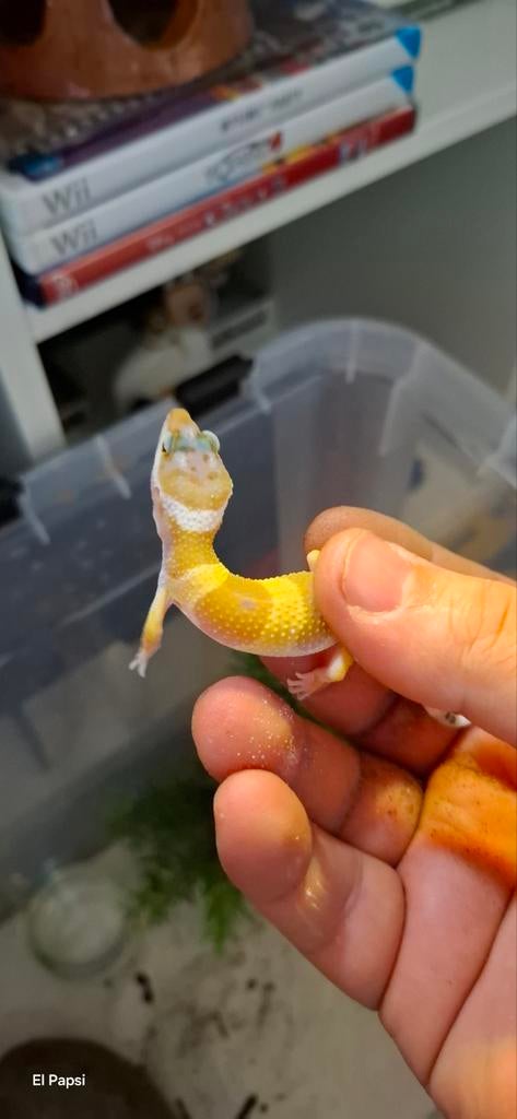 Zeer mooie luipaard gekko