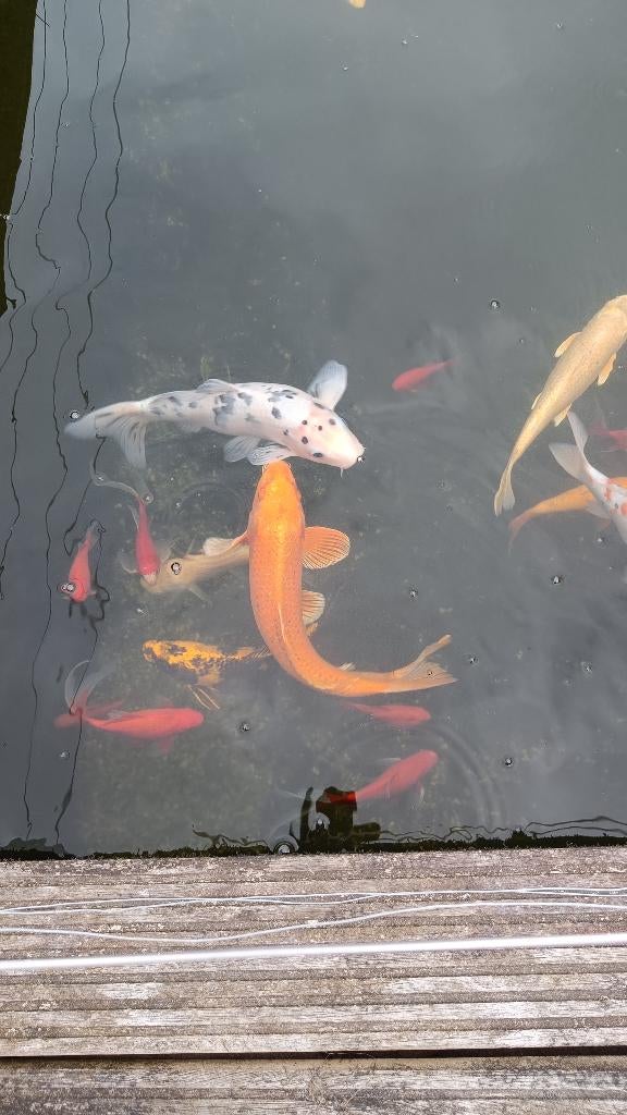 Koi vissen en winde, Enlèvement, Comme neuf