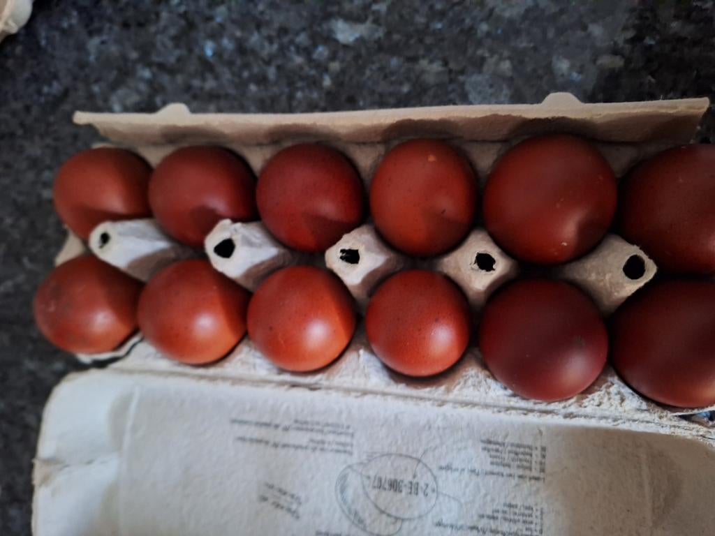 Broedeieren van marans zwart en blouwzilverhals