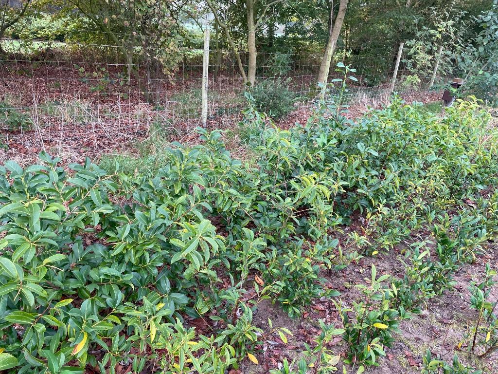 Laurier planten te koop., Volle zon, Vaste plant, Bloeit niet, Ophalen