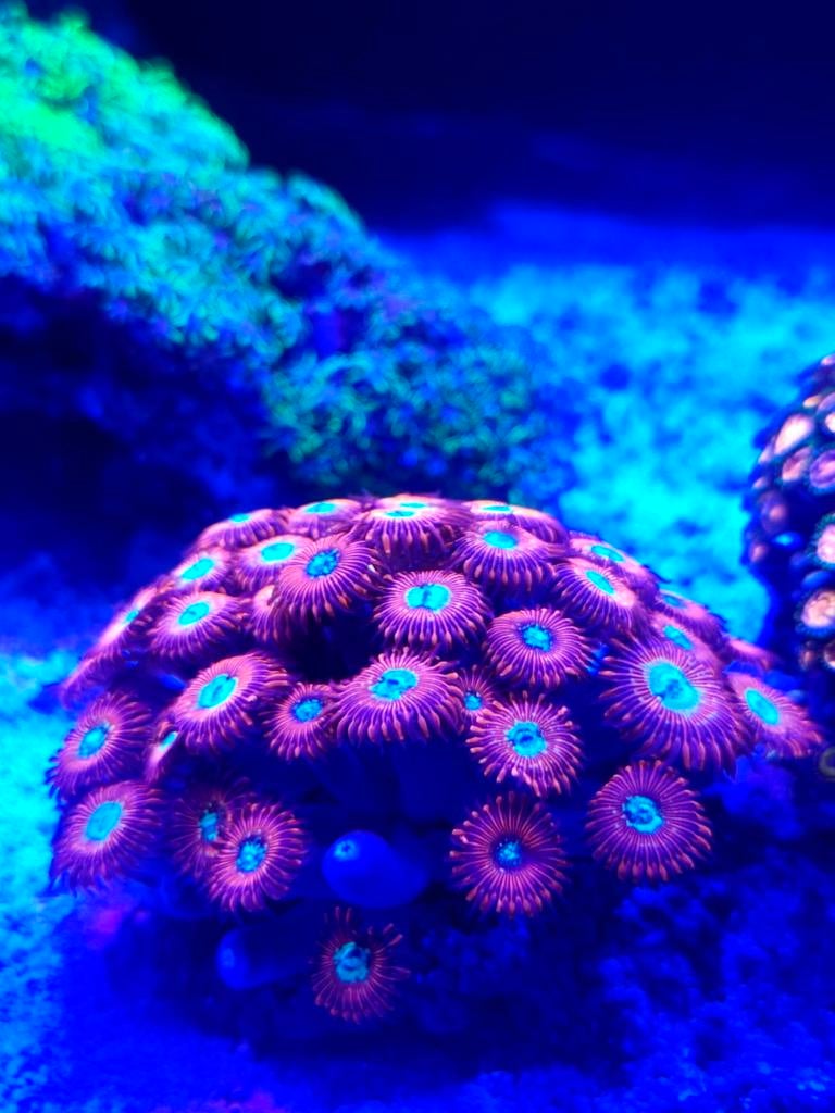 Zoanthus red magicians high grade
