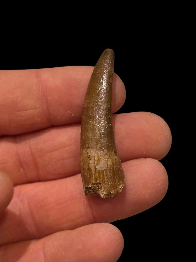 Plesiosaurus mauritanicus tand 4,3 cm., Ophalen of Verzenden, Fossiel
