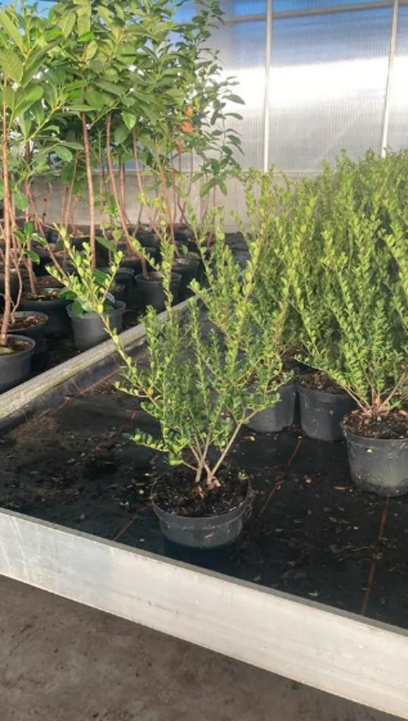 Ilex crenata 'Green Hedge', Hagen en sierheesters, Tuin en Terras, Ophalen, Haag