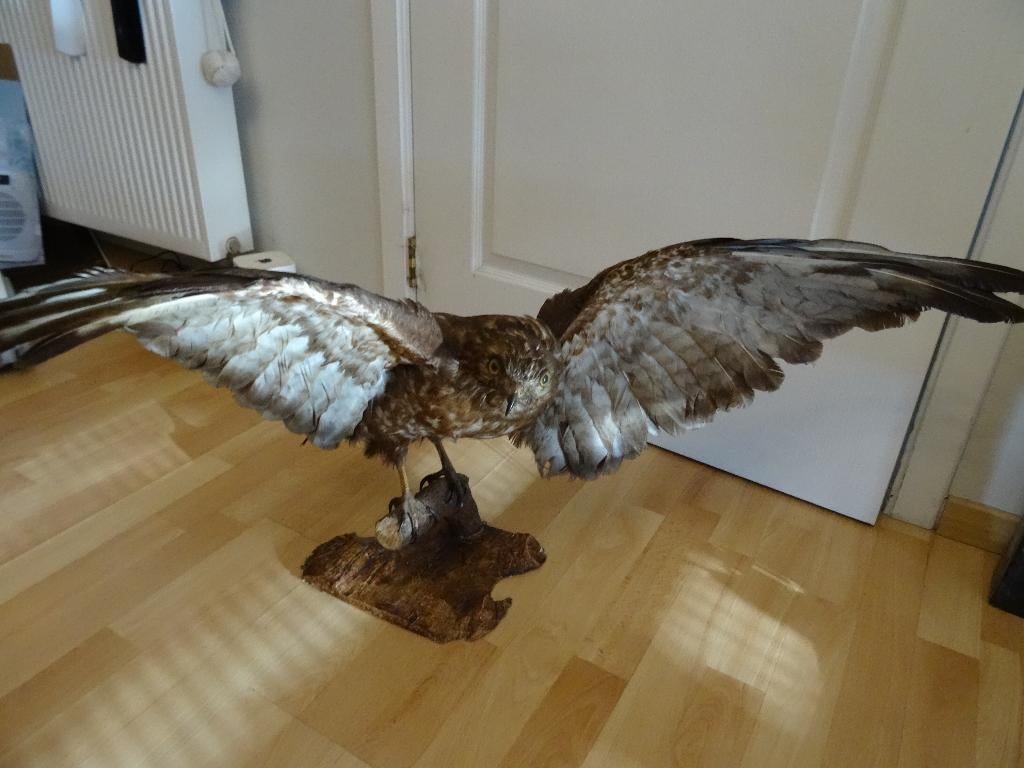 taxidermi, Verzamelen, Dierenverzamelingen, Ophalen of Verzenden, Gebruikt, Vogel