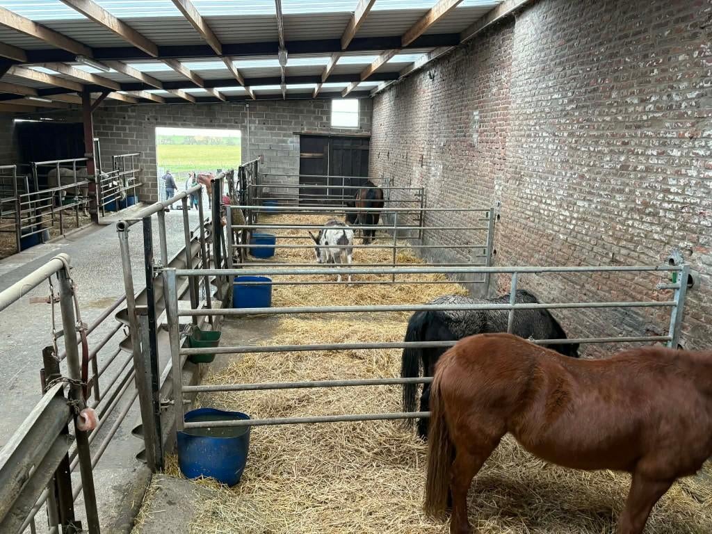Pension pour chevaux, Animaux & Accessoires, Mise à l'étable, 4 chevaux ou poneys ou plus