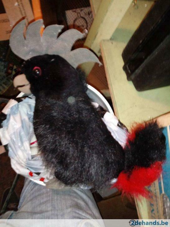 Pluchen zwarte kaketoe, Utilisé
