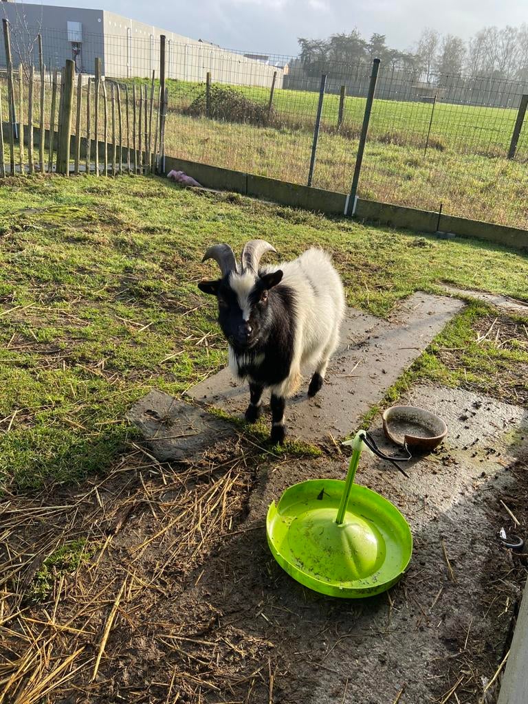Bok 2jaar, Mâle, Chèvre, 0 à 2 ans