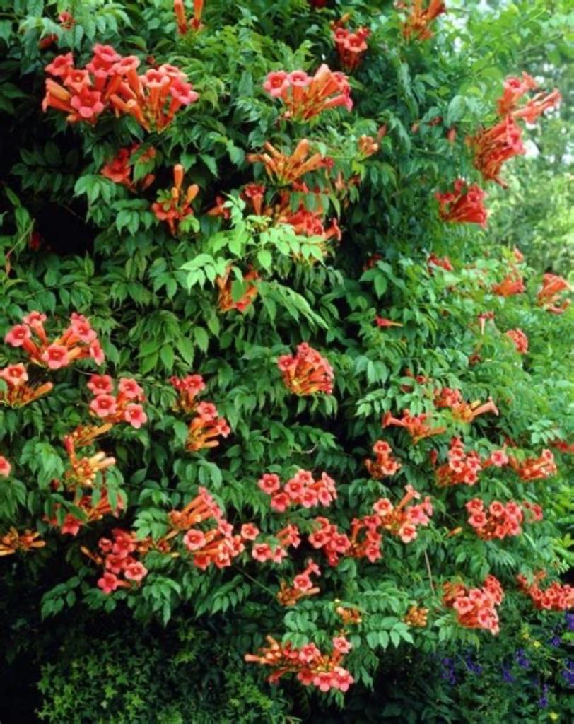 Trompetbloem, Tuin en Terras, Ophalen