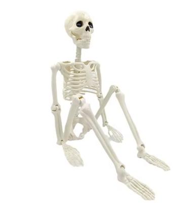 Spookachtig en realistisch Halloween skelet