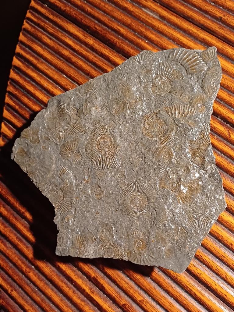 Ardoise ultrafine avec ammonites, Collections, Minéraux & Fossiles, Fossile, Enlèvement ou Envoi