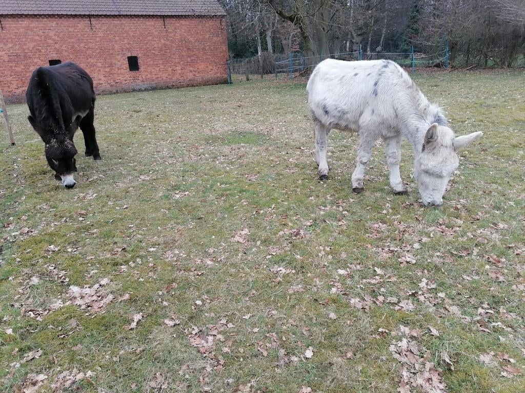 Gratis ezelmest van deze twee jongens, Ophalen