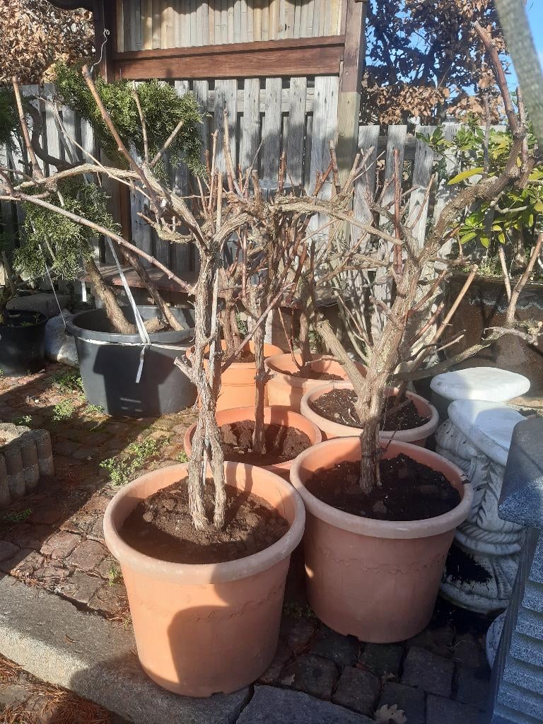 rode wijndruif stokken, Tuin en Terras, Ophalen of Verzenden, Vaste plant, Fruitplanten, Volle zon