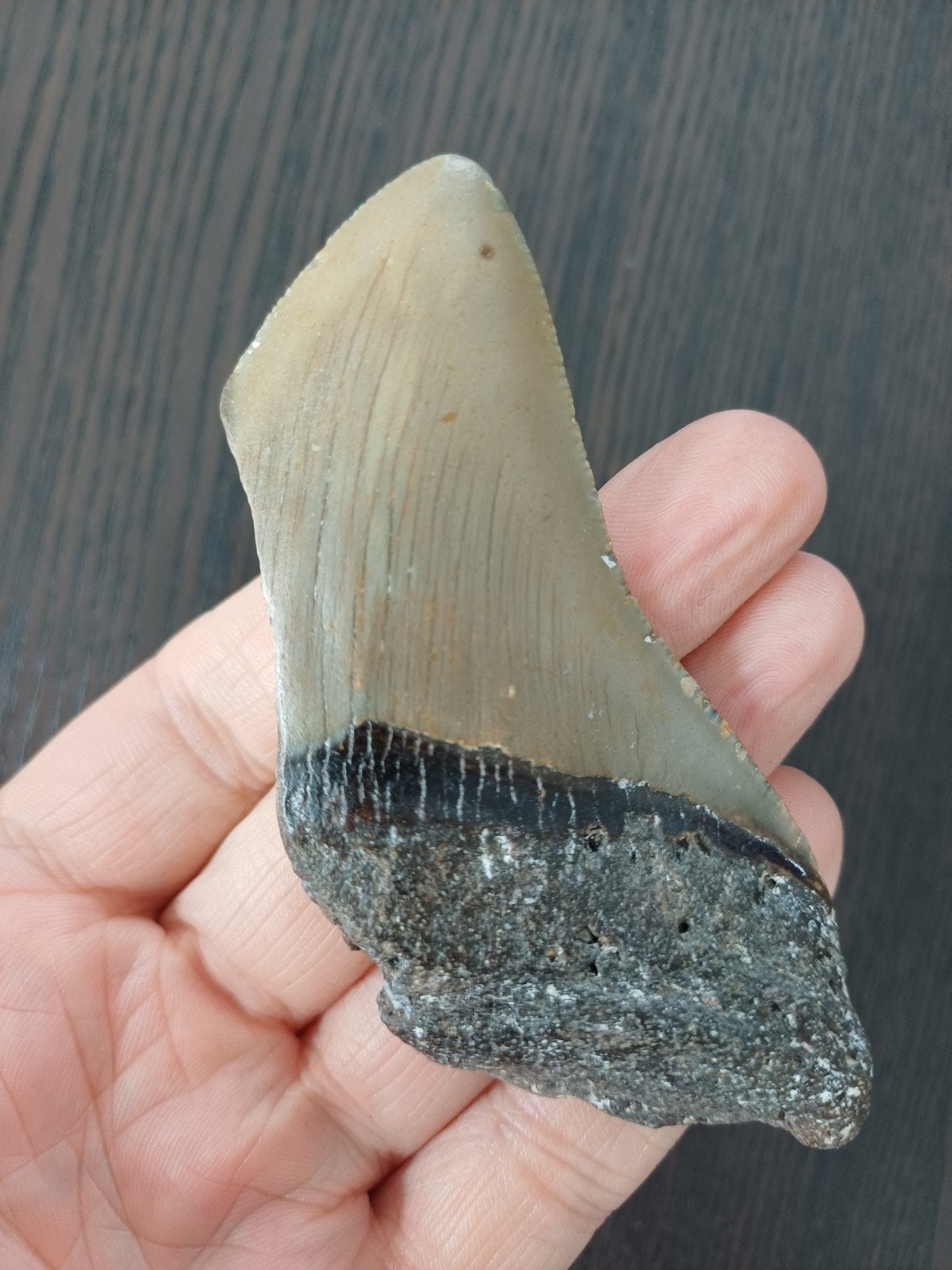 dent de mégalodon, Enlèvement ou Envoi, Fossile