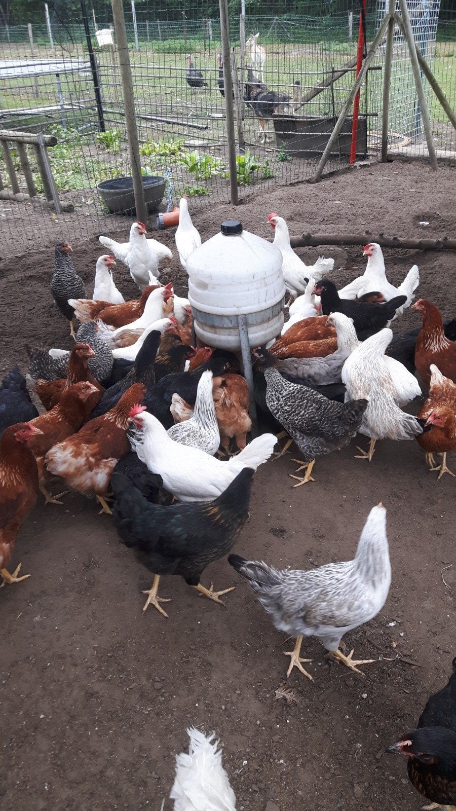 legkippen leghennen, Dieren en Toebehoren
