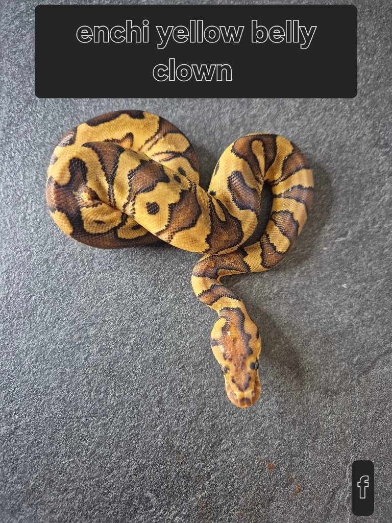 Python regius, Animaux & Accessoires, Serpent, 0 à 2 ans