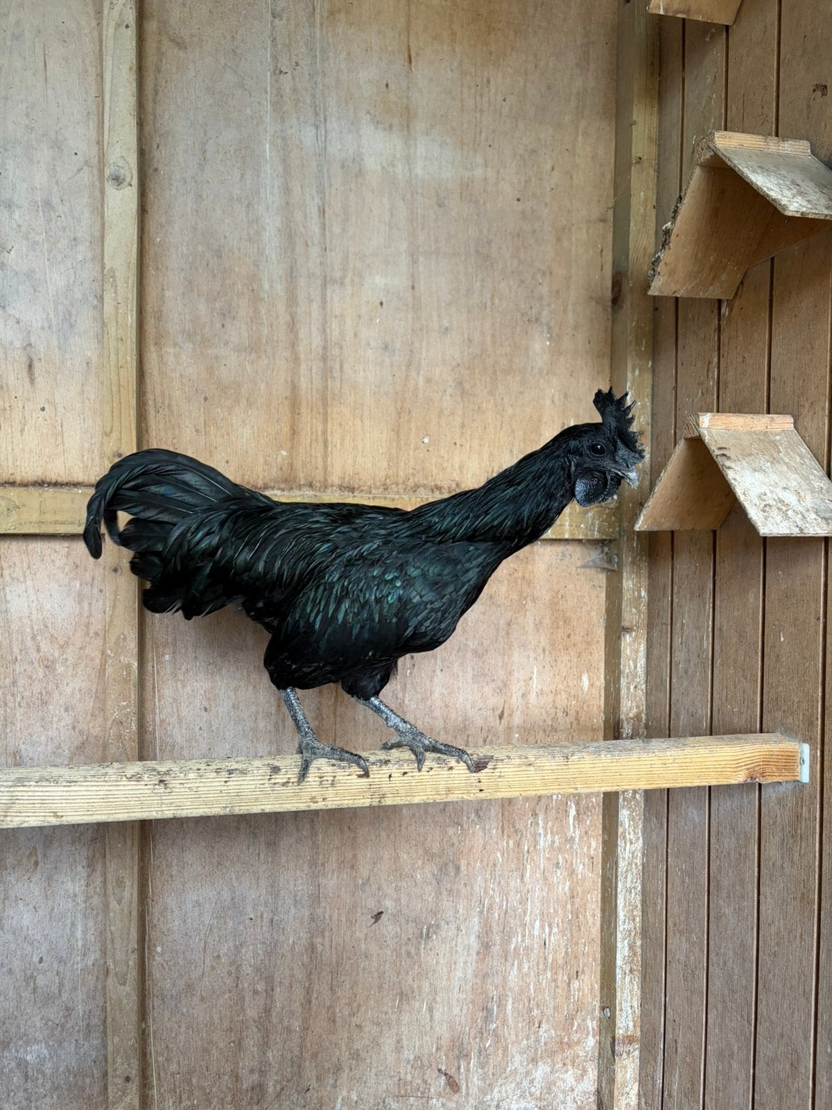 Ayam cemani haan, Dieren en Toebehoren, Pluimvee, Mannelijk, Kip