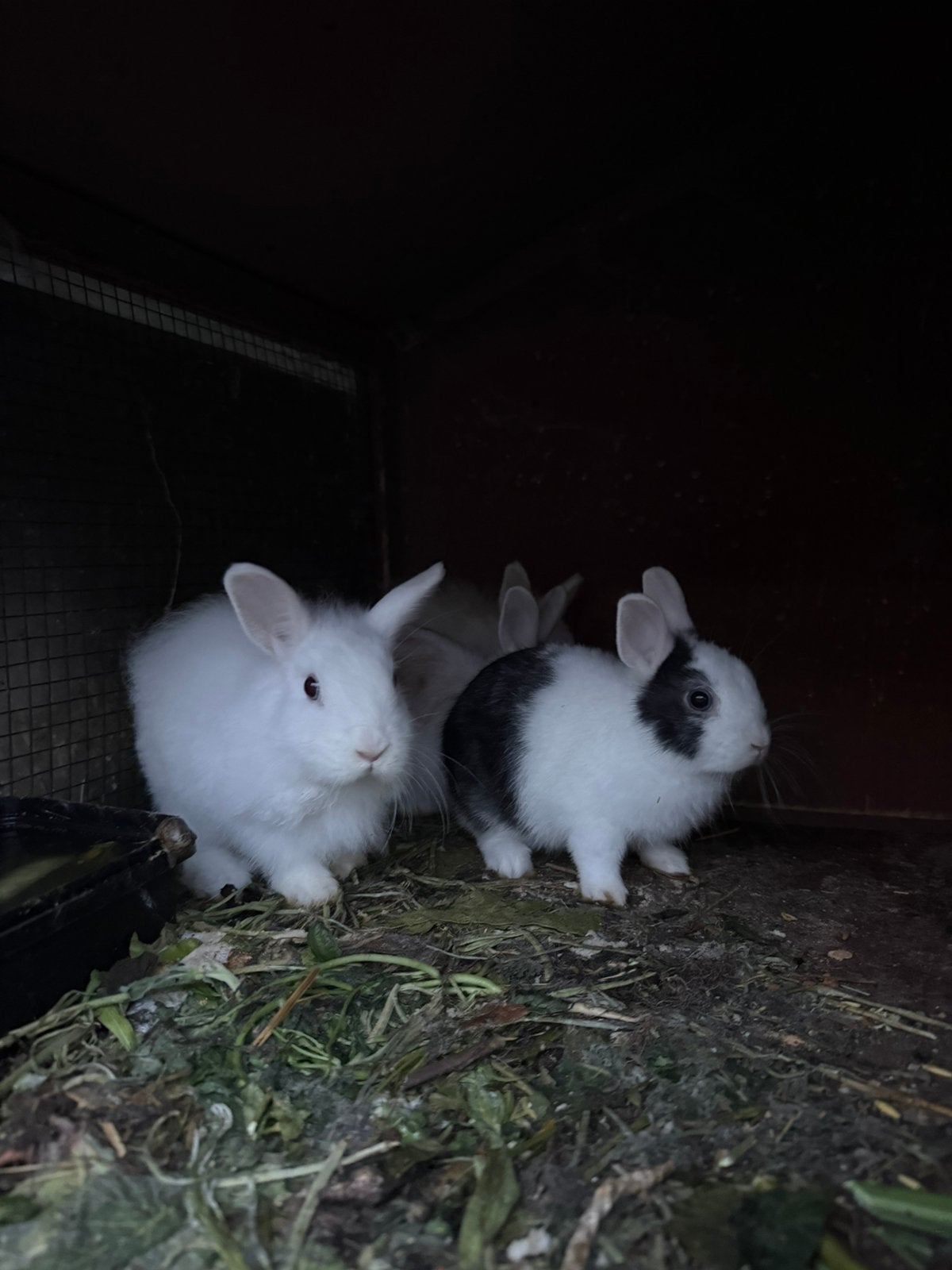 Nain, Nain, 0 à 2 ans